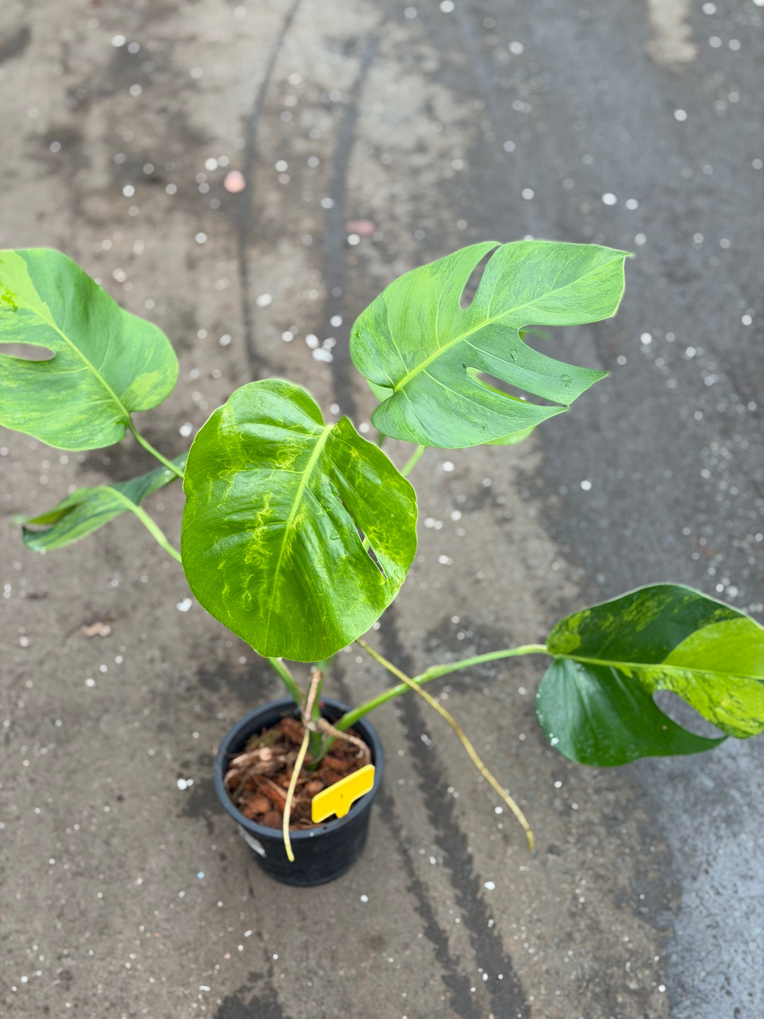 Monstera Green on Green – GrowJungle