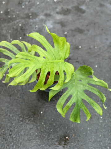 Monstera Deliciosa Octopus