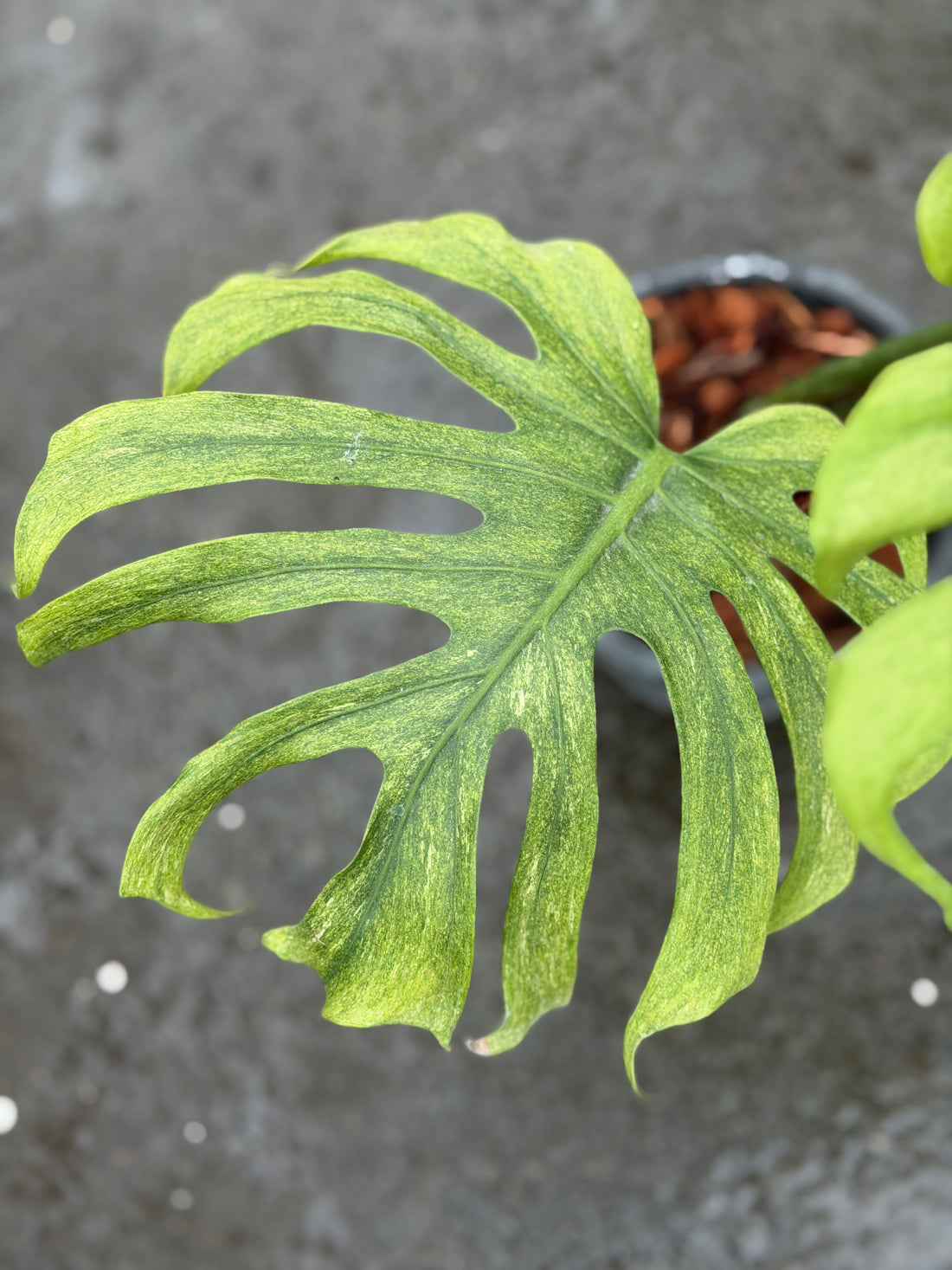 Monstera Deliciosa Octopus
