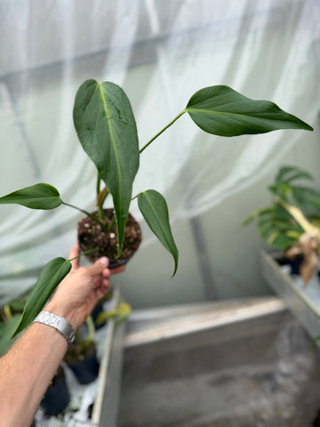 Philodendron Burle Marx Flame