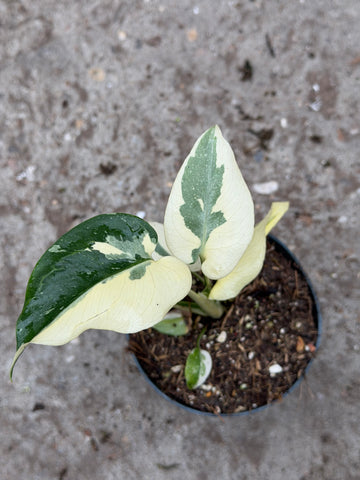 Monstera 'White Flame'