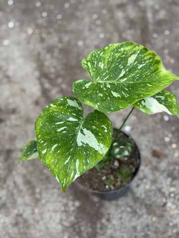 Monstera Thai 'Mutation' Nr. 45