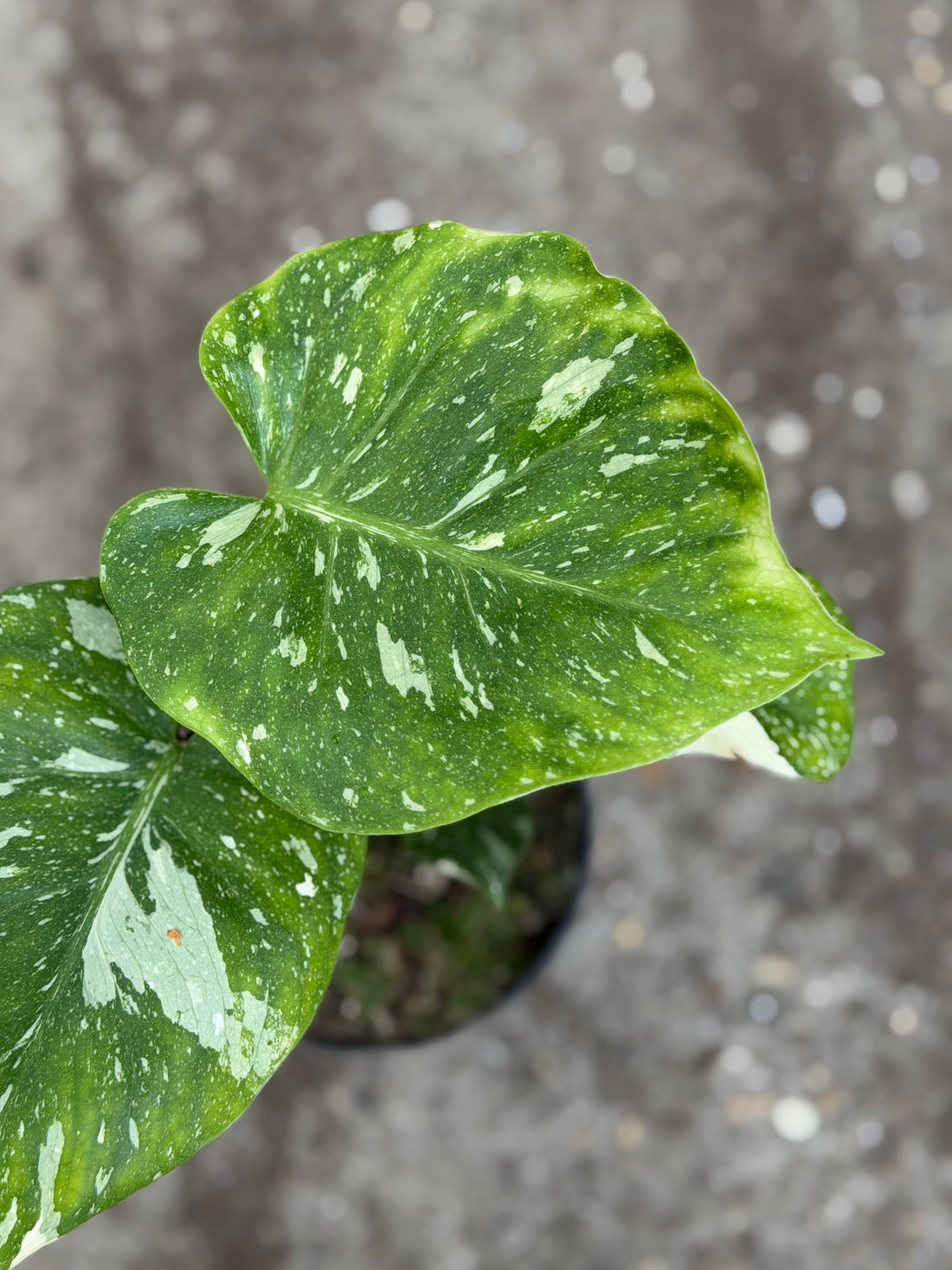 Monstera Thai 'Mutation' Nr. 45