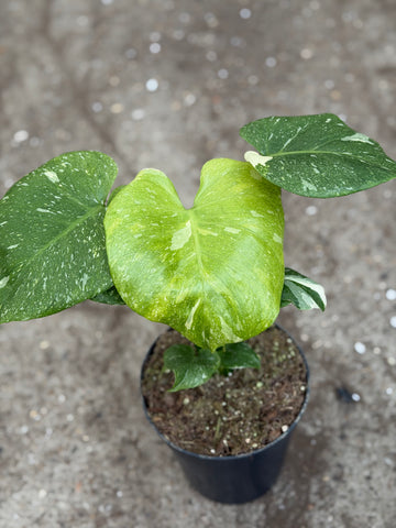 Monstera Thai 'Mutation' Nr. 46