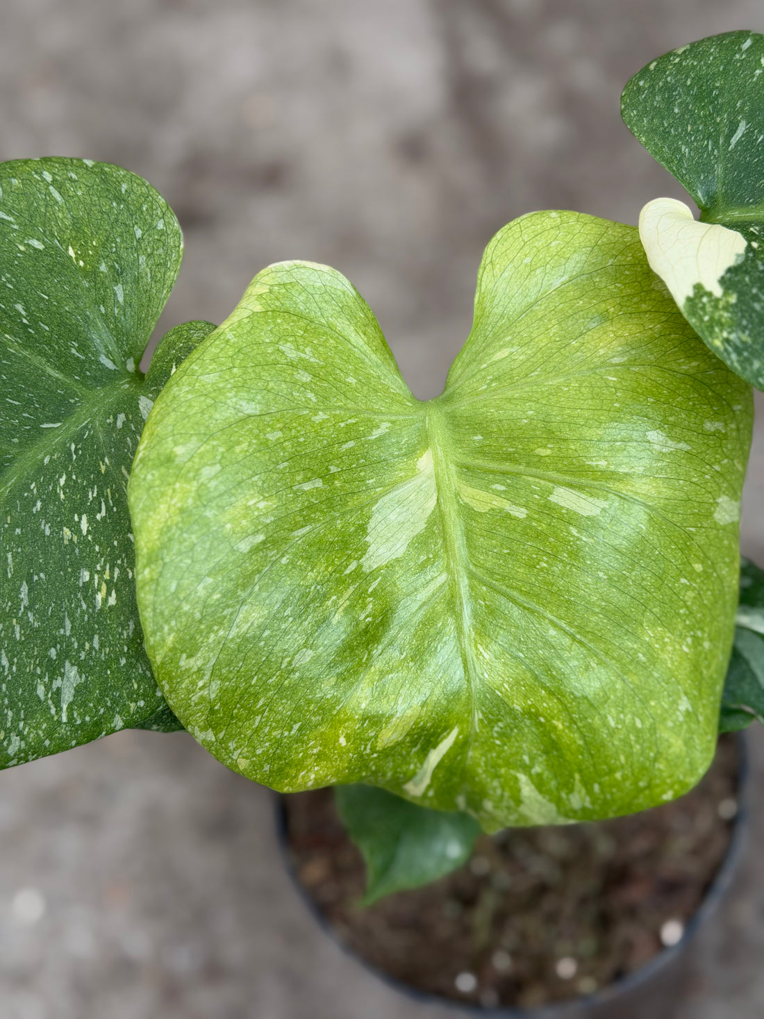 Monstera Thai 'Mutation' Nr. 46