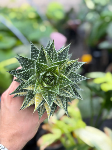 'Aurora' Aloe Vera x Gasteria Variegated