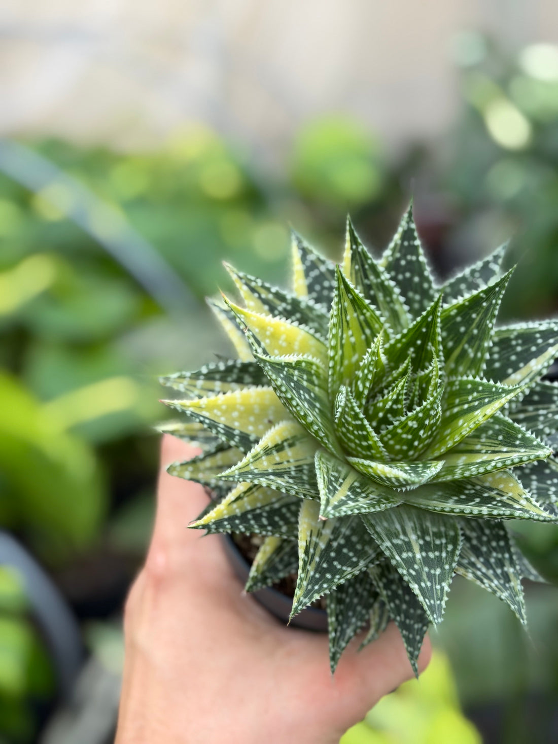 'Aurora' Aloe Vera x Gasteria Variegated