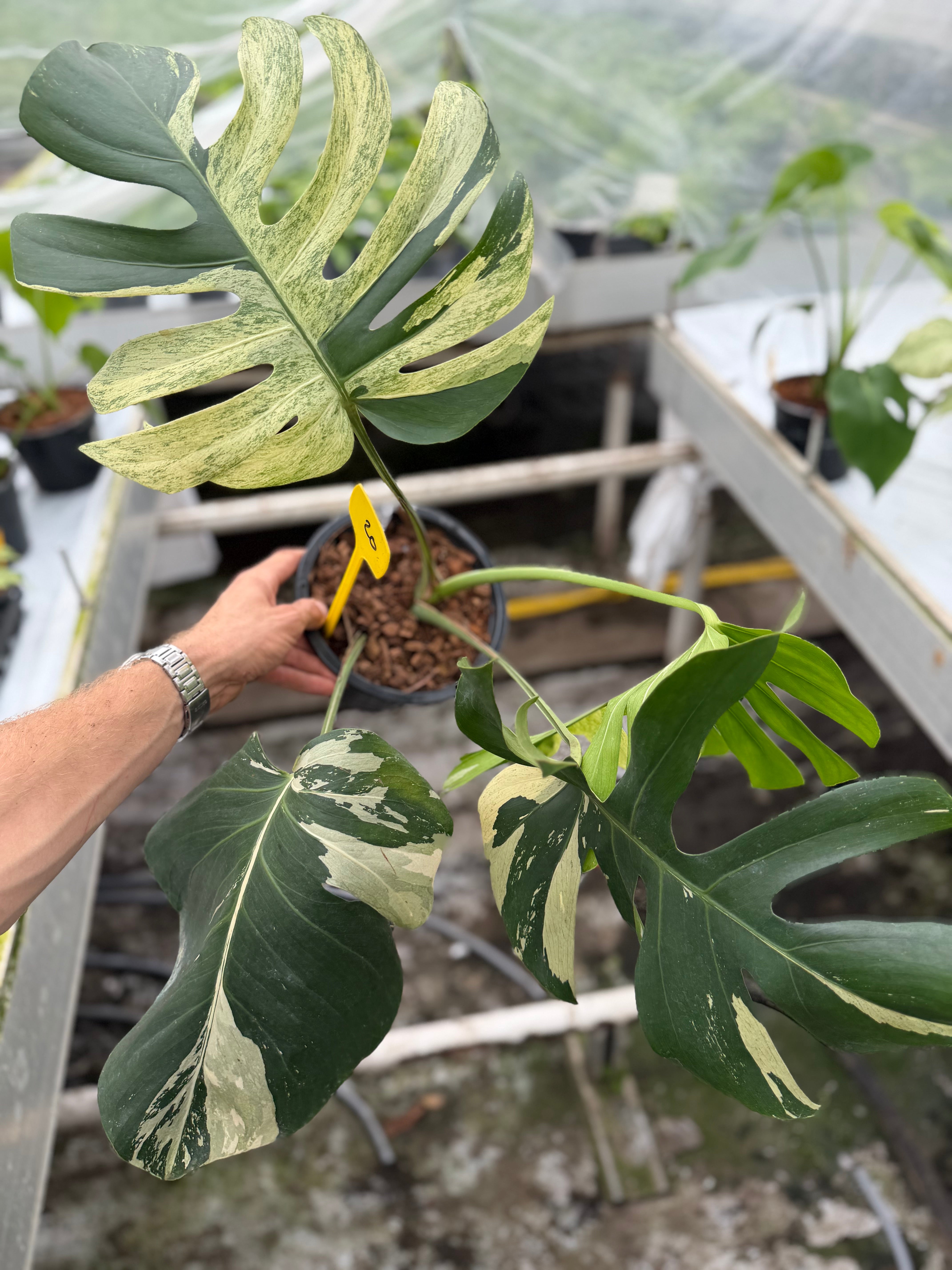 Monstera Jungle Mint – GrowJungle