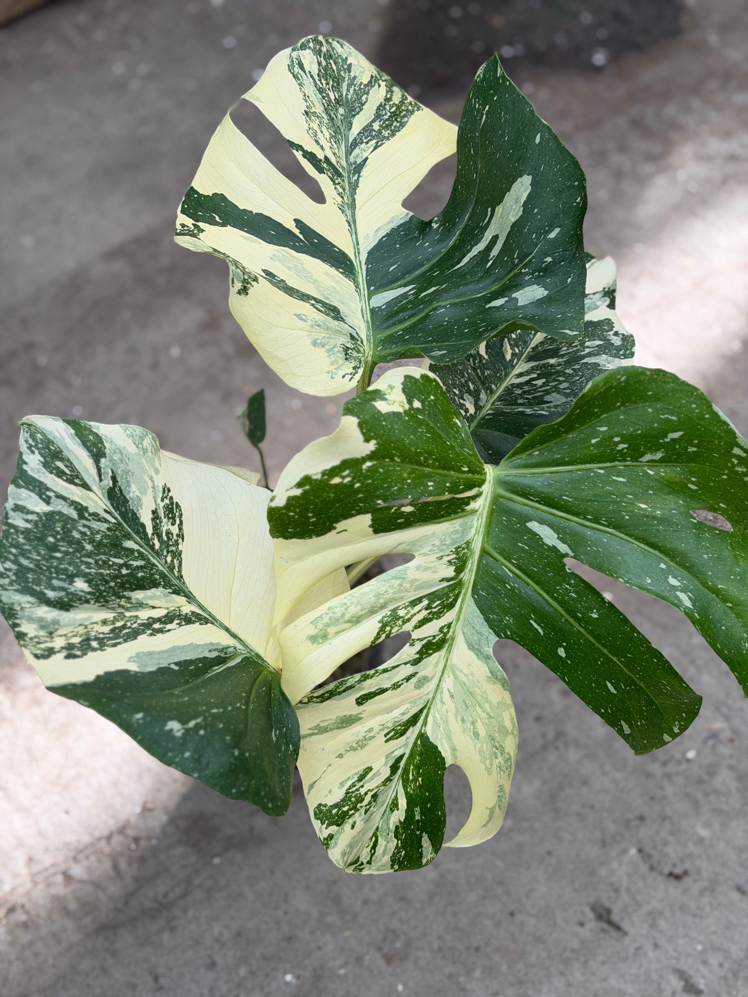 Monstera Rare Mutation – Exact Plant You Will Receive – Hand