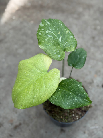 Monstera Thai 'Mutation' Nr. 47