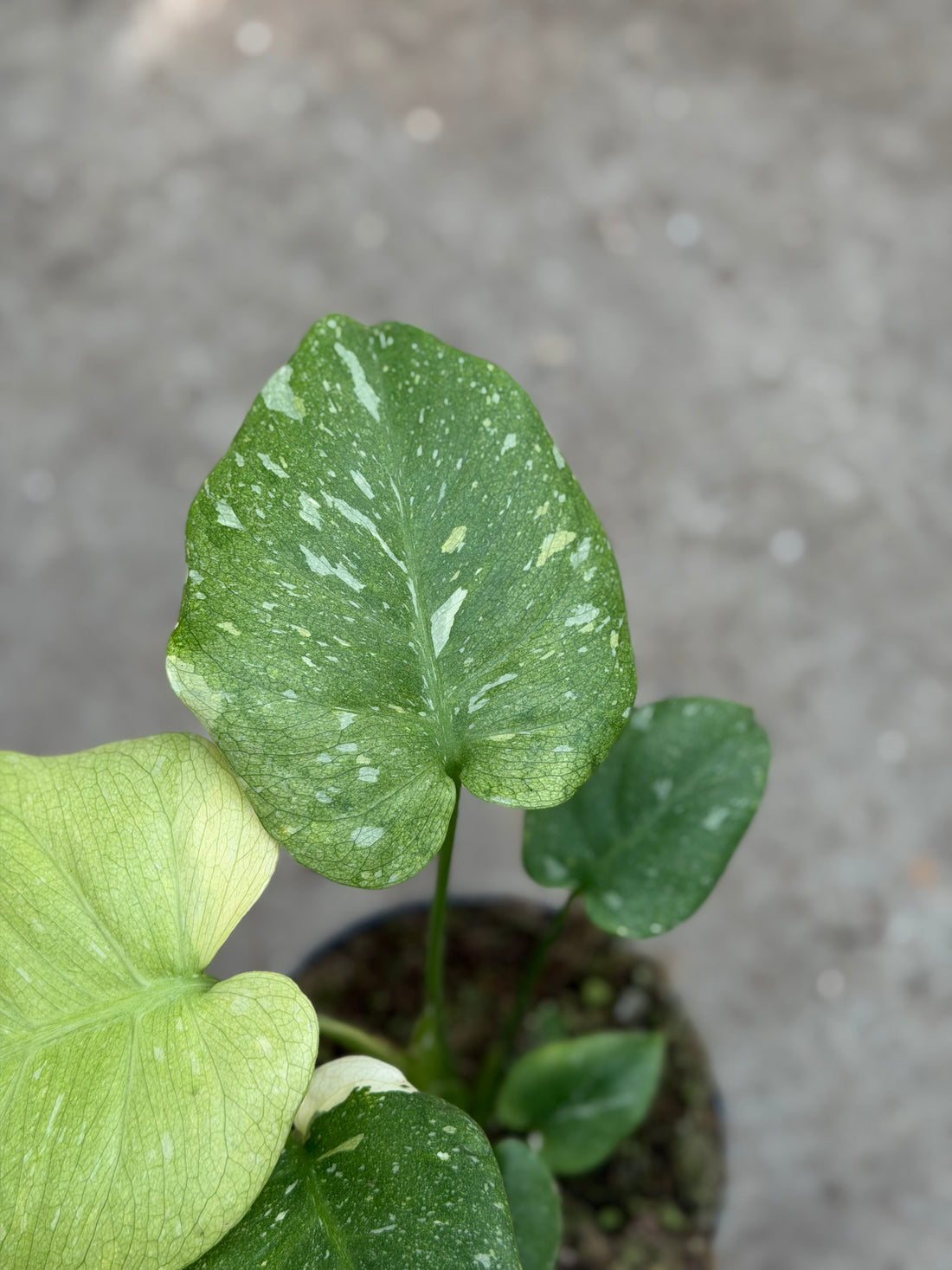 Monstera Thai 'Mutation' Nr. 47