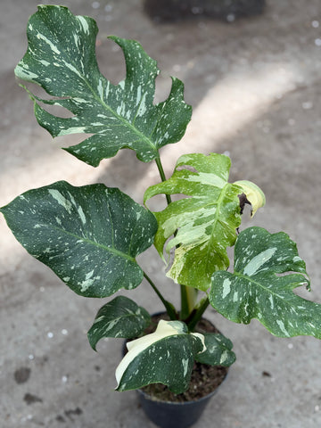 Monstera Thai 'Mutation' Nr. 48