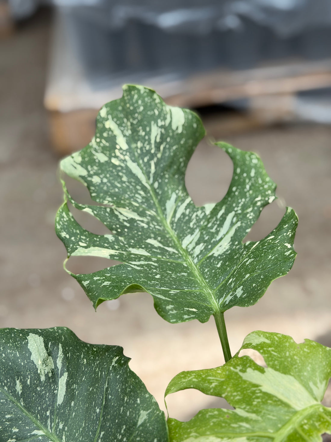 Monstera Thai 'Mutation' Nr. 48
