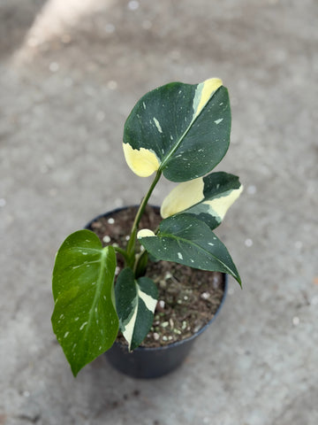 Monstera Thai 'Mutation' Nr. 49