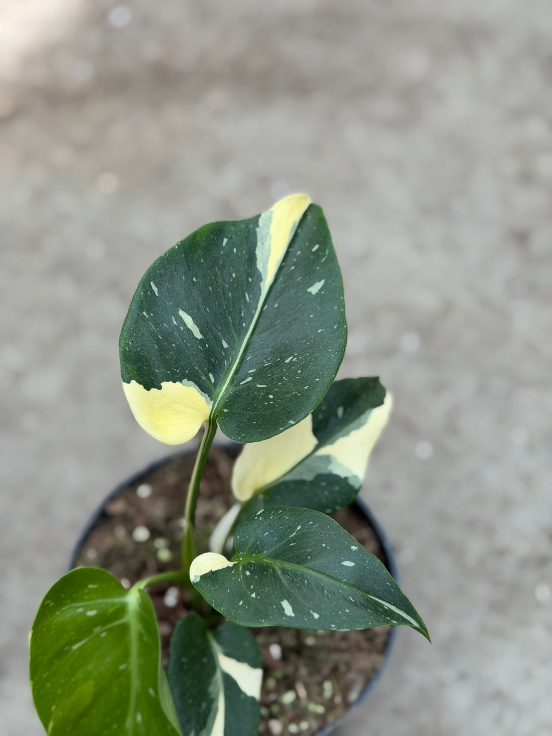 Monstera Thai 'Mutation' Nr. 49