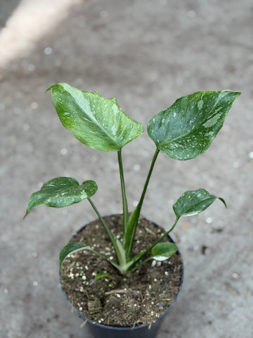 Monstera Thai 'Mutation' Nr. 50