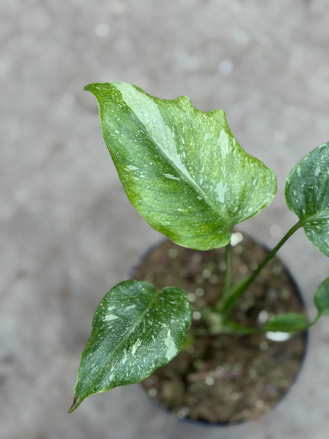 Monstera Thai 'Mutation' Nr. 50
