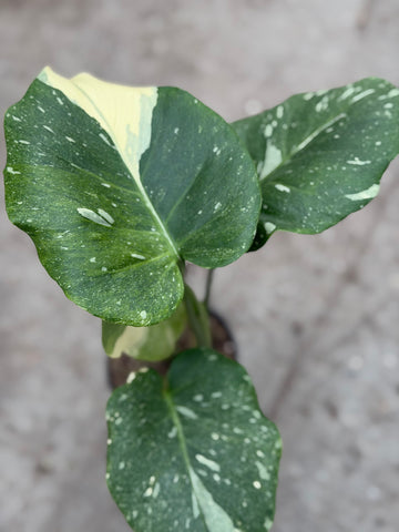 Monstera Thai 'Miracle' Nr. 51