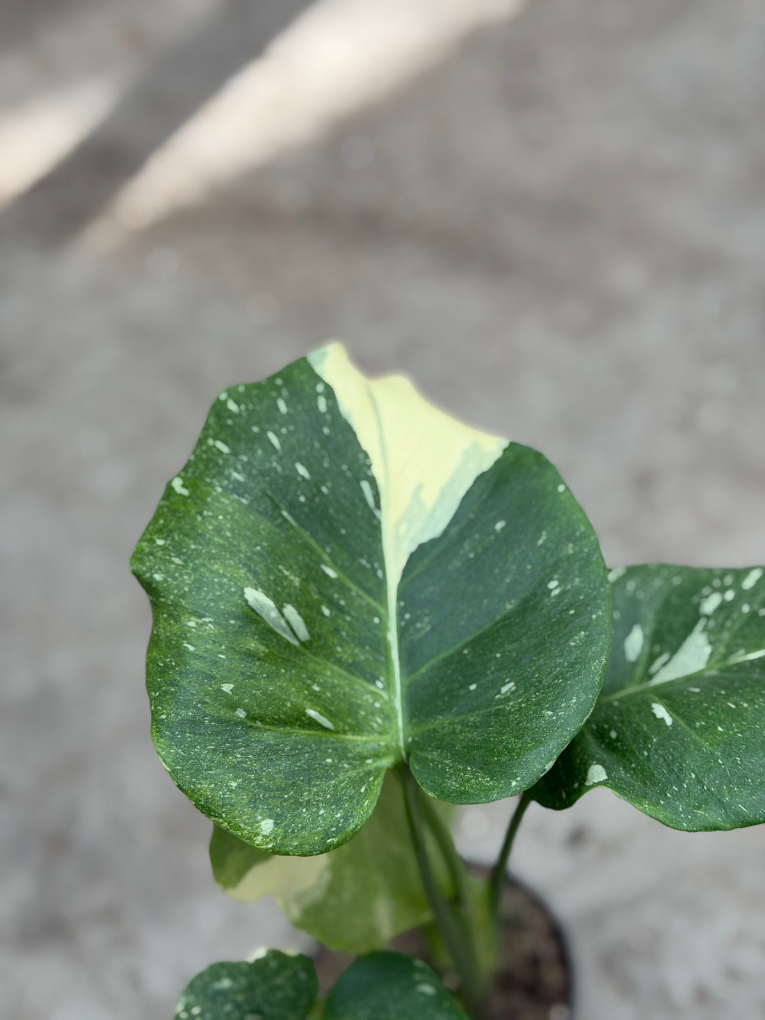 Monstera Thai 'Miracle' Nr. 51