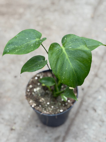 Monstera Thai 'Mutation' Nr. 52