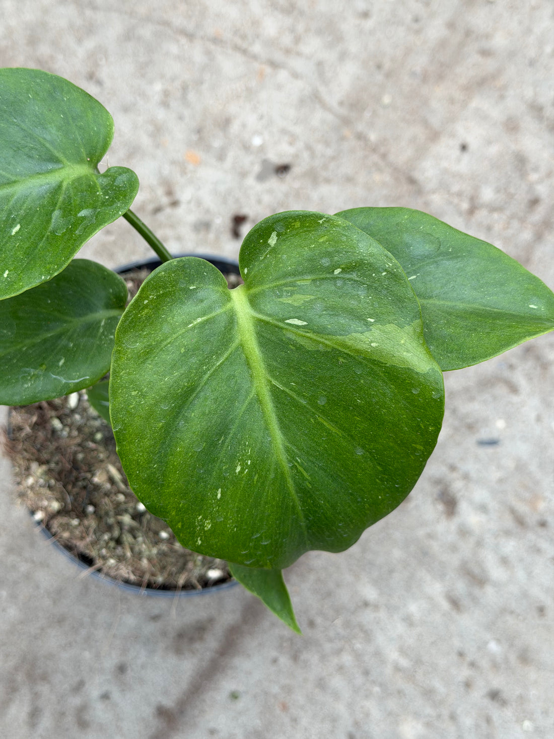 Monstera Thai 'Mutation' Nr. 52