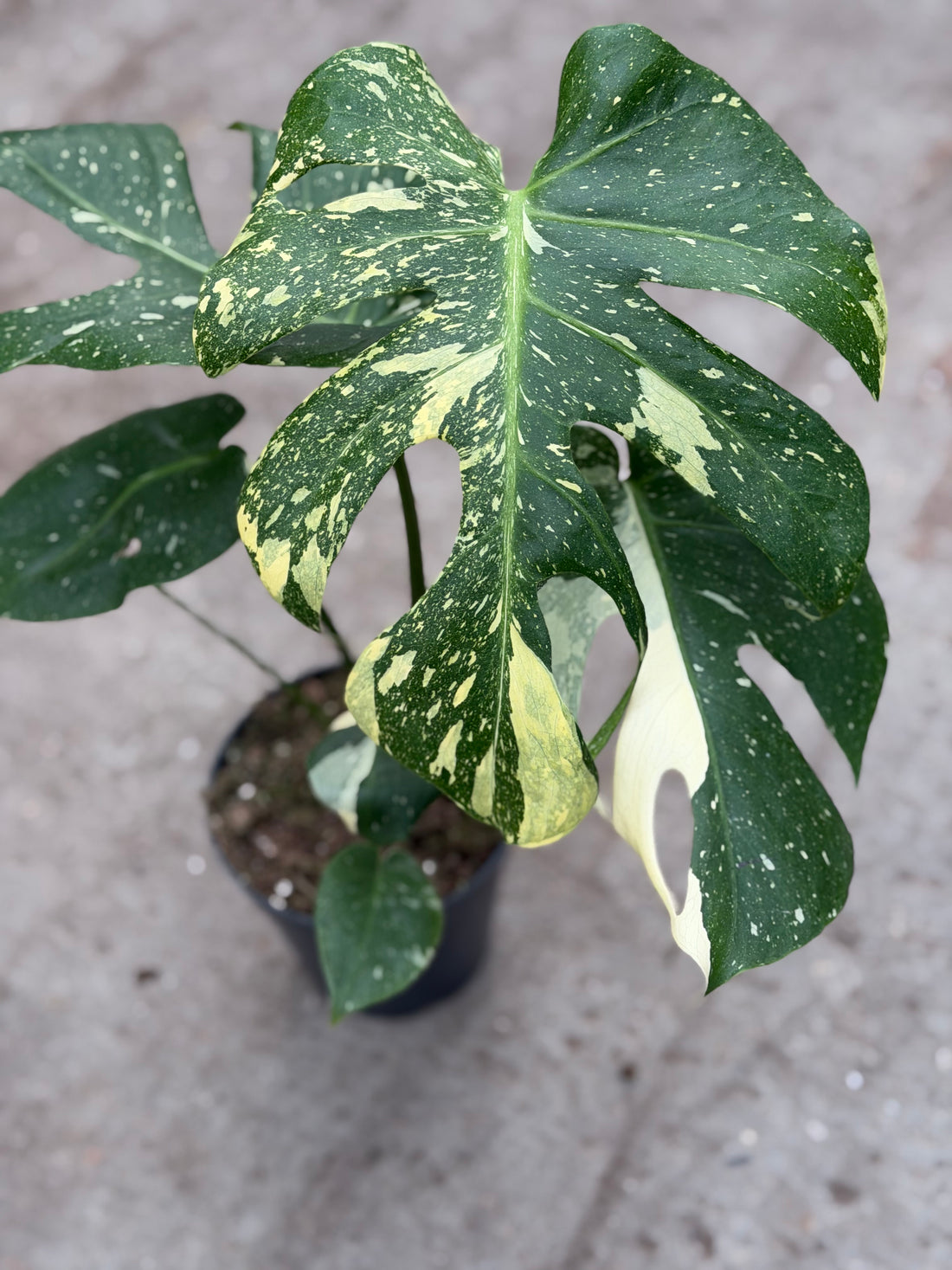 Monstera Thai 'Mutation' Nr. 53
