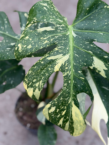 Monstera Thai 'Mutation' Nr. 53