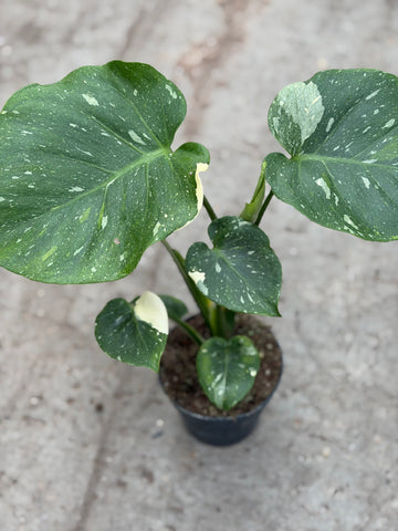Monstera Thai 'Mutation' Nr. 54