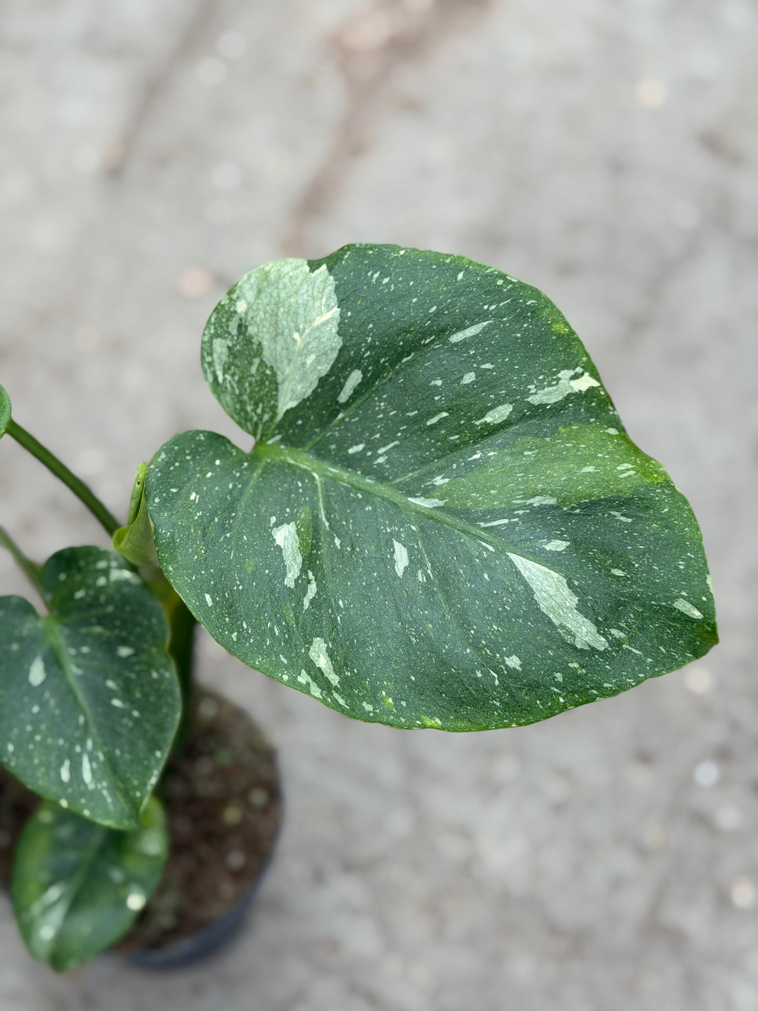 Monstera Thai 'Mutation' Nr. 54