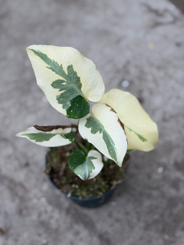 Monstera 'White Flame'