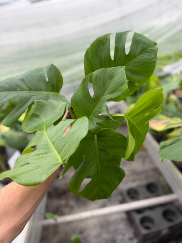 Monstera Aurea Green