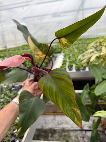 Philodendron Strawberry Shake