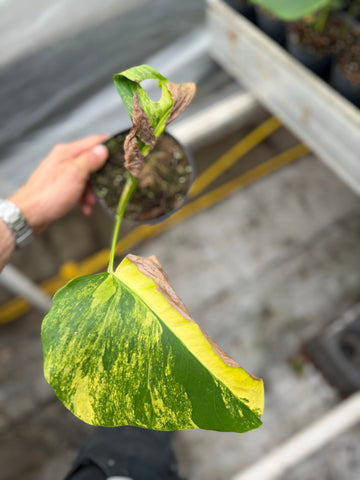 Monstera Aurea Variegated – Rehab Plant