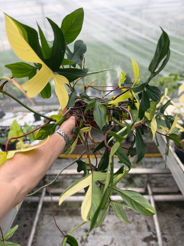 Philodendron Florida Beauty XXL