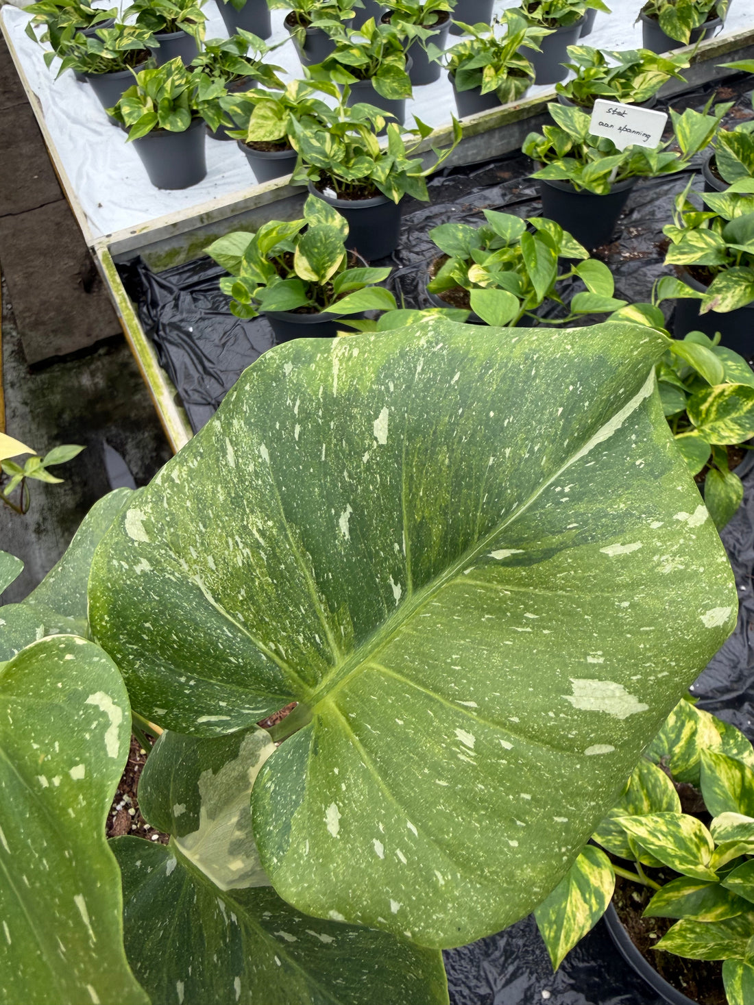 Monstera Thai 'Lime Green mutation'