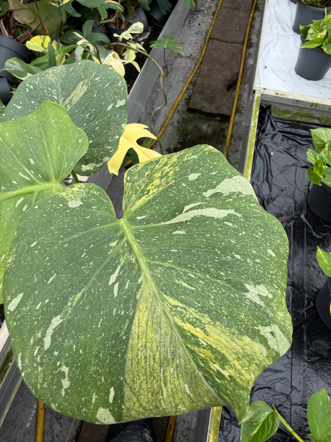 Monstera Thai 'Lime Green mutation' 2