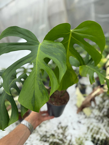 Monstera Light Lime Big