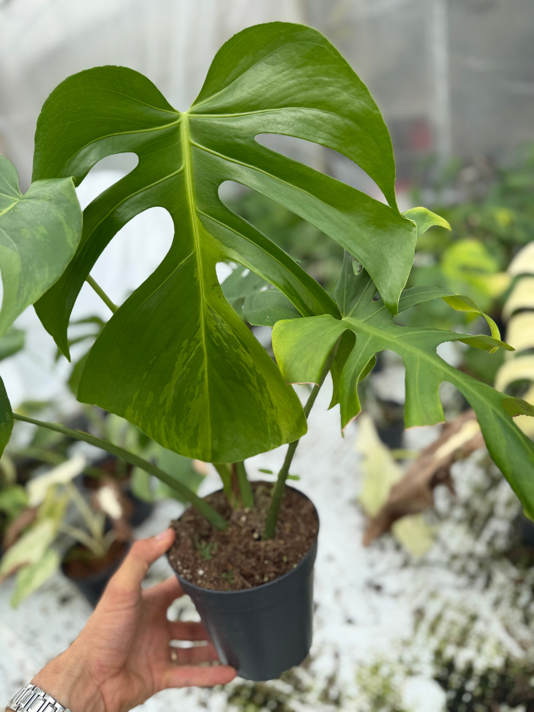 Monstera Light Lime Big