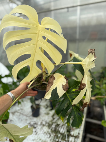 Monstera Full Mint