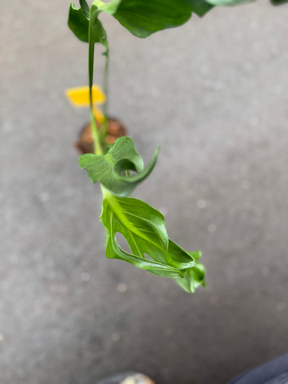 Monstera Unniiae Nr. 1