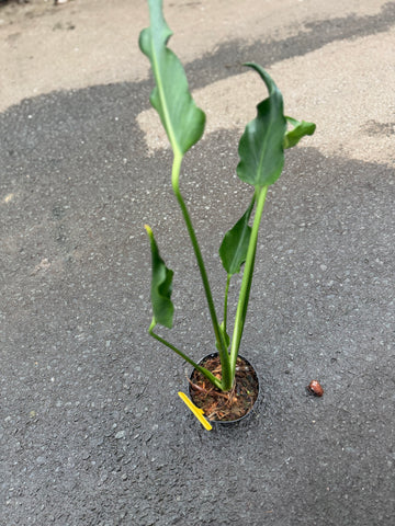 Monstera Unniiae Nr. 2.