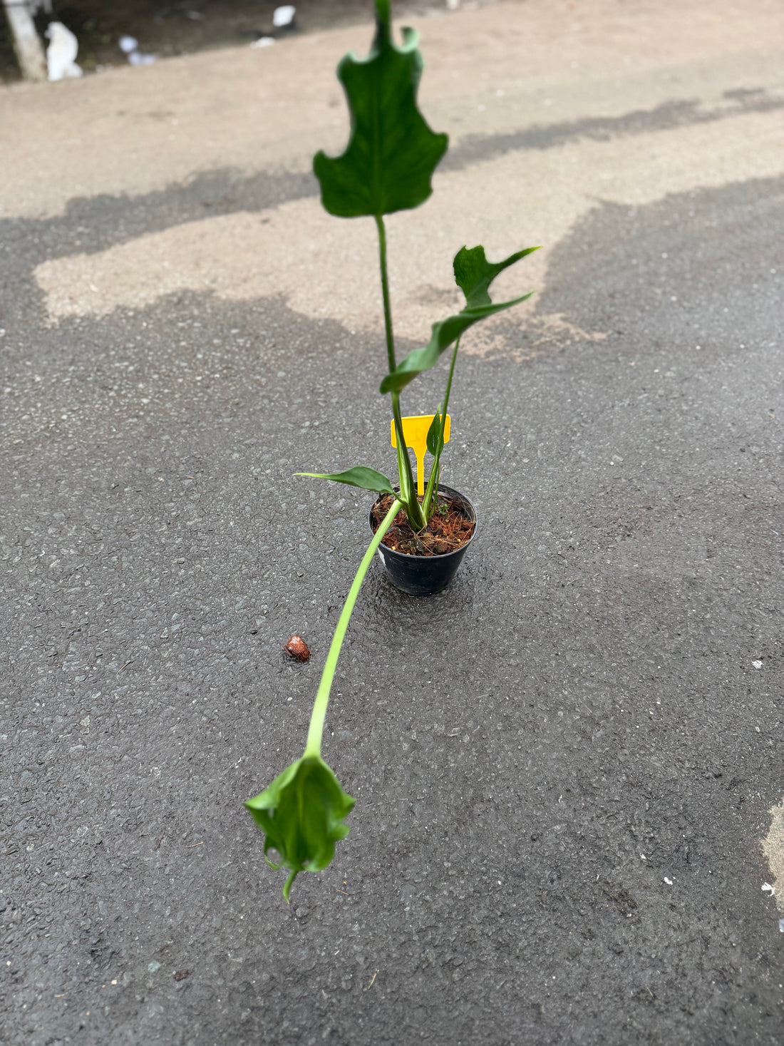 Monstera Unniiae Nr. 2.