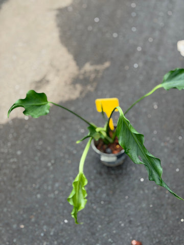 Monstera Unniiae Nr. 3.