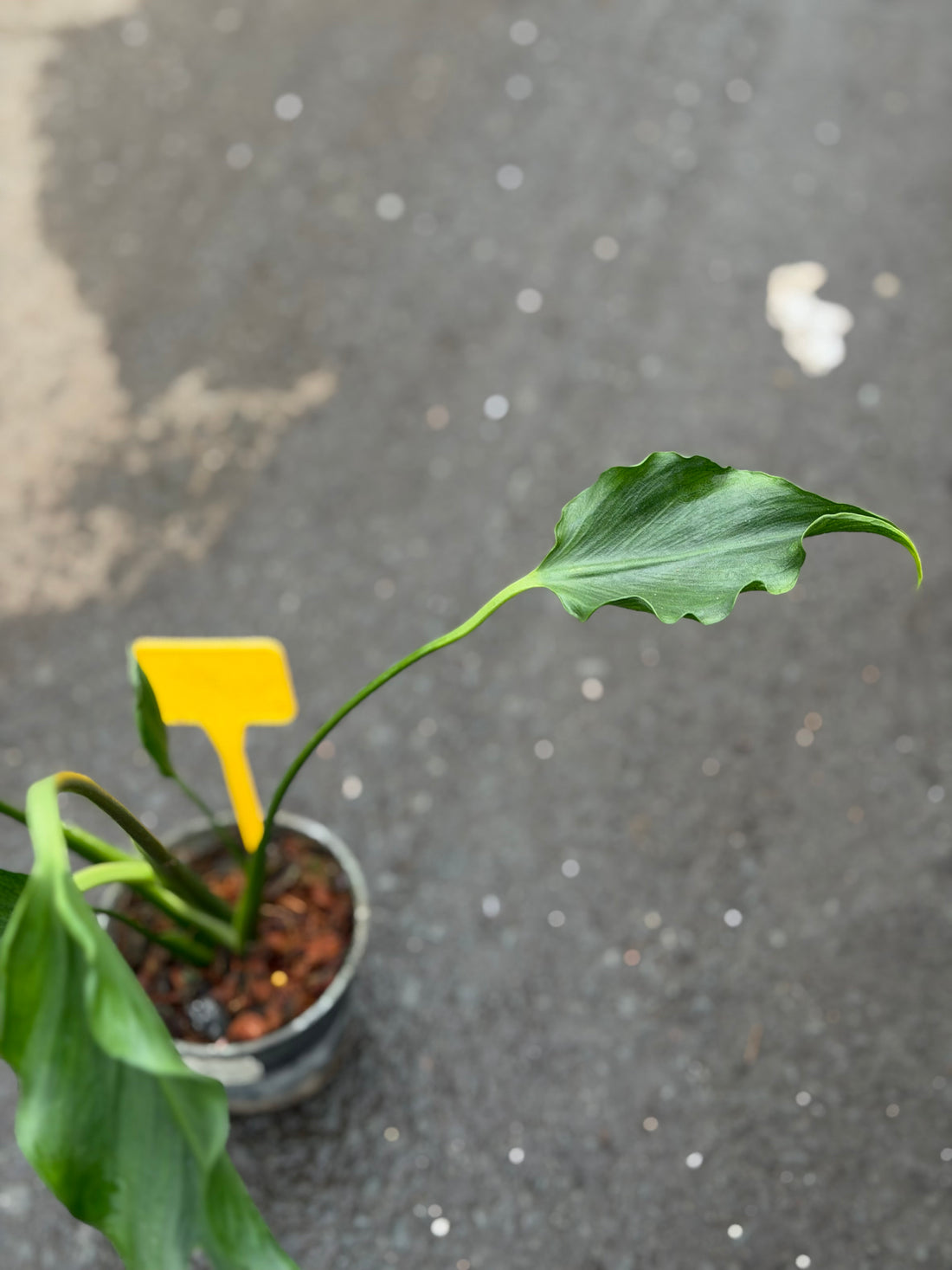Monstera Unniiae Nr. 3.