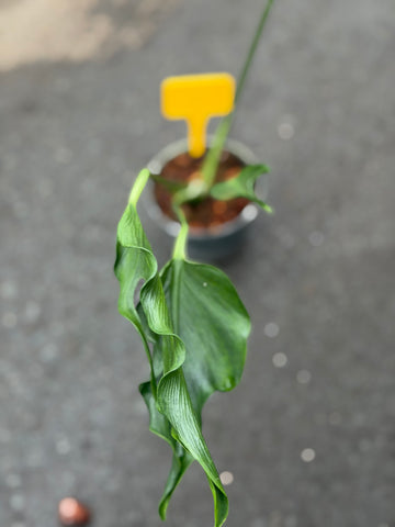 Monstera Unniiae Nr. 4.