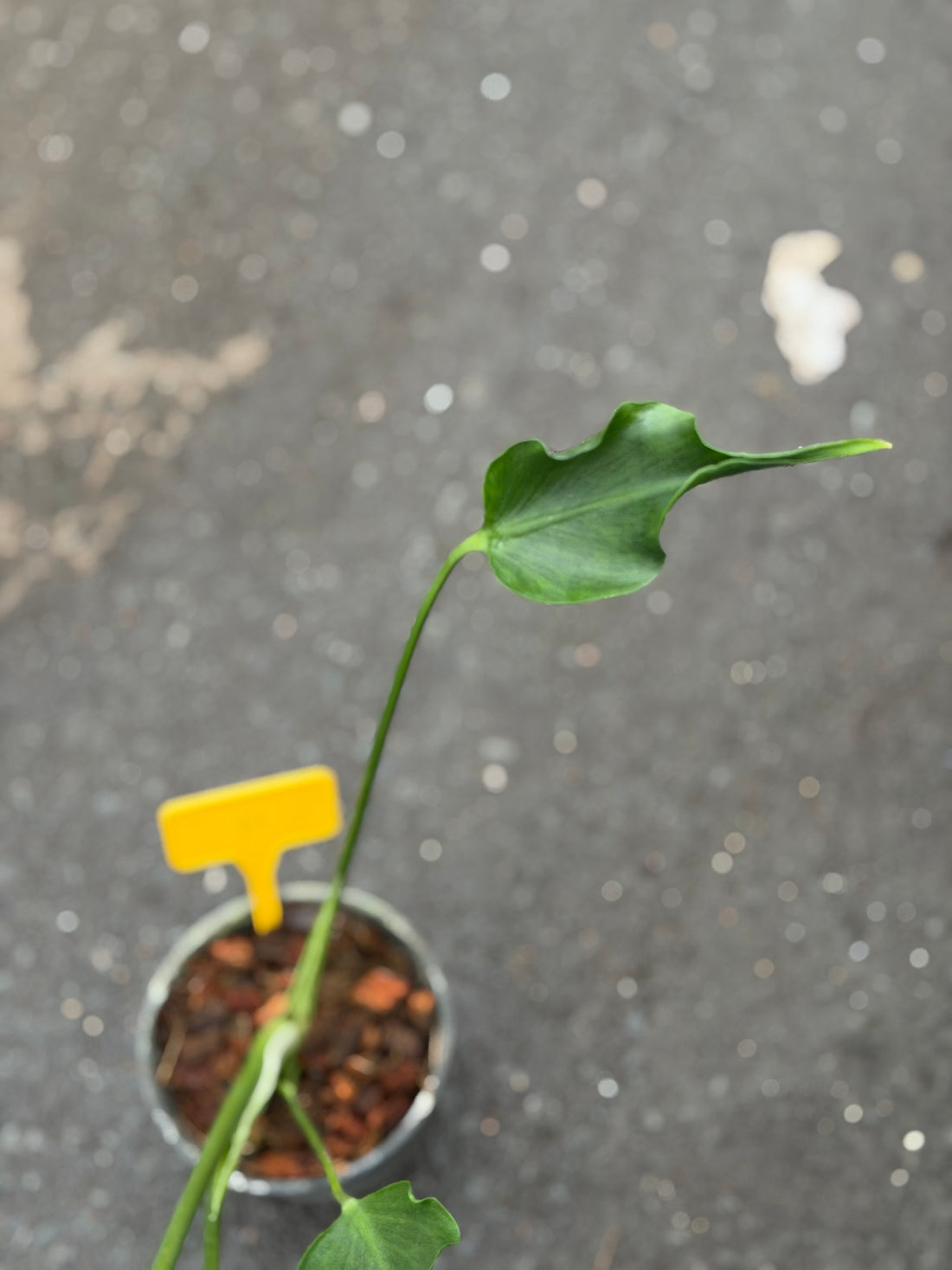Monstera Unniiae Nr. 4.