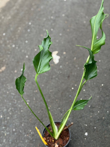 Monstera Unniiae Nr. 5.