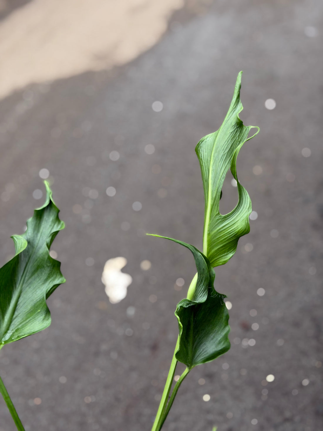 Monstera Unniiae Nr. 5.