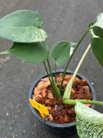 Monstera Devil Monster Nr. 1