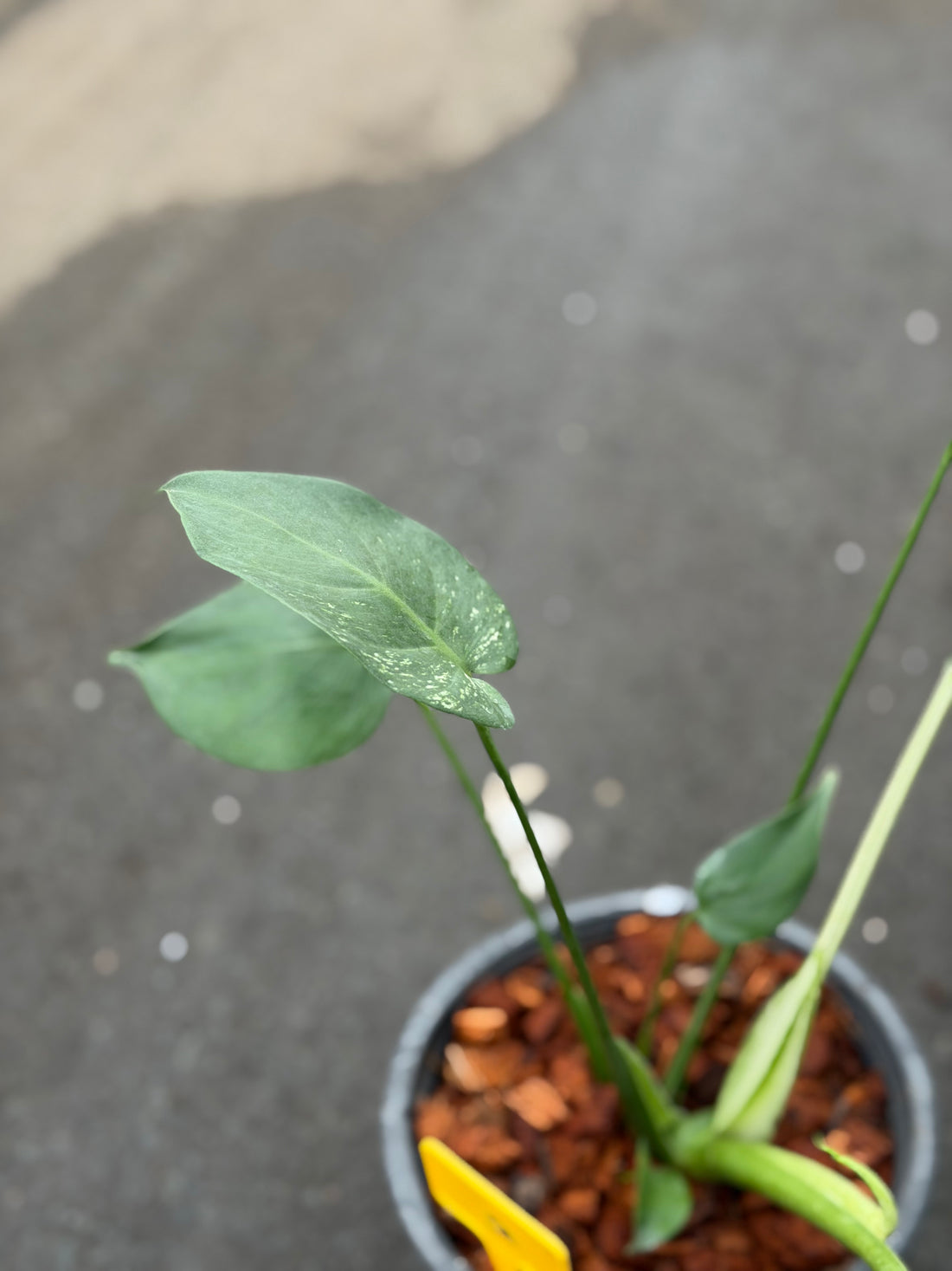 Monstera Devil Monster Nr. 2.